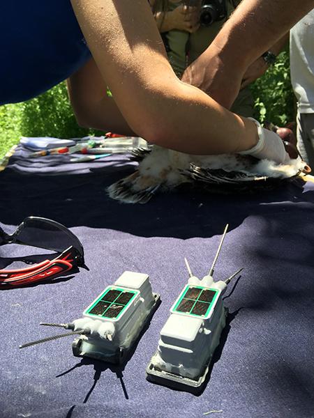 En primer plano, emisores GPS durante la colocación de estos dispositivos a un pollo de águila perdicera en la provincia de Toledo (foto: Grefa).


