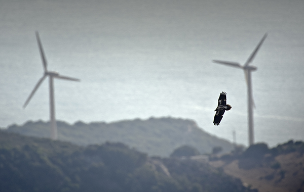 Un ejemplar juvenil de alimoche vuela cerca de dos aerogeneradores de un parque eólico del estrecho de Gibraltar cercano al mar (foto: Pako Zufiaur).

