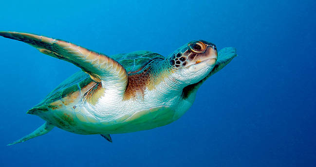 Tortuga boba localizada en aguas españolas (foto: Natursports / Shutterstock).

