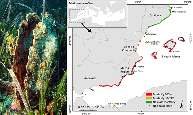 Ejemplar de nacra, a la izquierda, y mapa con la mortalidad en el litoral mediterráneo, a la derecha (foto y figura: COB-IEO).

