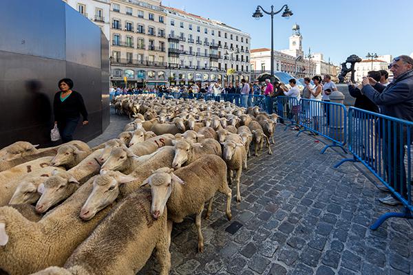 Las ovejas merinas pasan por la Puerta del Sol de Madrid en una de las ediciones de la ya clásica Fiesta de la Trashumancia (foto: Barcex / Wikicommons).



