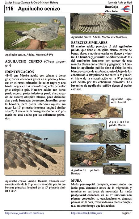 Primera página de la ficha del aguilucho cenizo en el atlas de aves fotográfico de Javier Blasco.