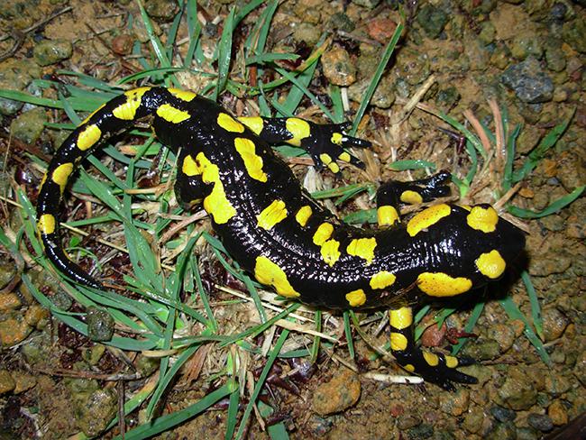 Adulto de salamandra común en el Parque Natural Sierra de las Nieves (Málaga). Foto: Juan José Jiménez.

