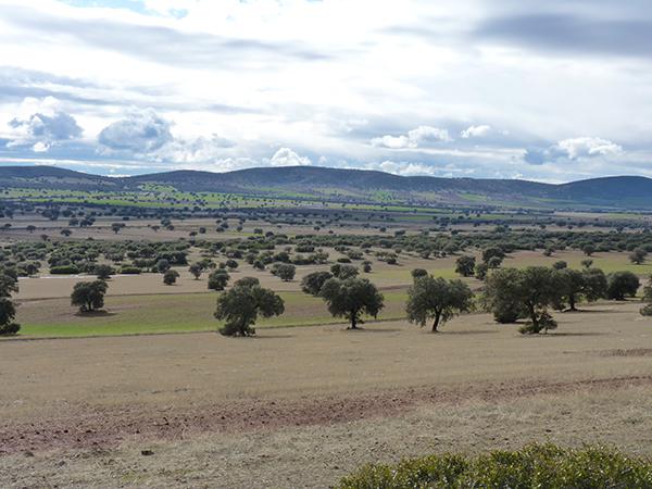 Panorámica de un sector de la comarca del Campo de Montiel (Ciudad Real) que iba a verse afectado por la minería de tierras raras (foto: Plataforma “Sí a la Tierra Viva”).