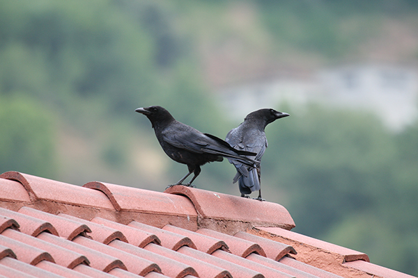 Cornejas negras (Corvus corone) posadas en un tejado de la costa cantábrica (foto: Pedro Torres Expósito).
