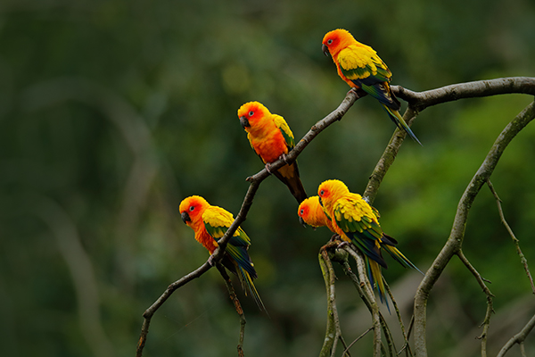 Grupo de cotorritas del sol (Aratinga solstitialis) en su hábitat. Es una de las especies más afectadas por el comercio de loros neotropicales (foto: Ondrej Prosicky / Shutterstock).