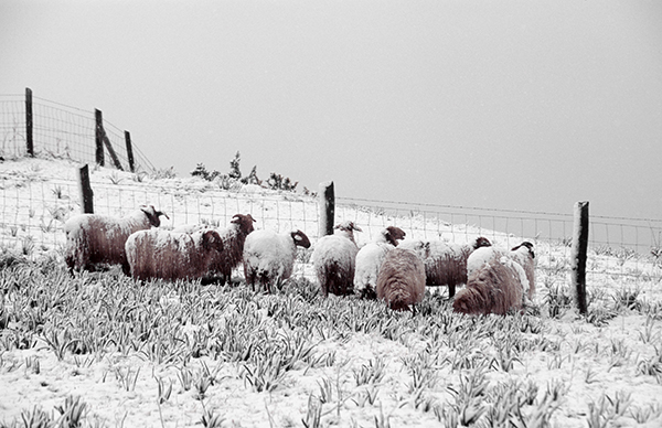 Rebaño de ovejas lachas en un paisaje nevado de los Picos de Europa (foto: Manuel Quintana).
