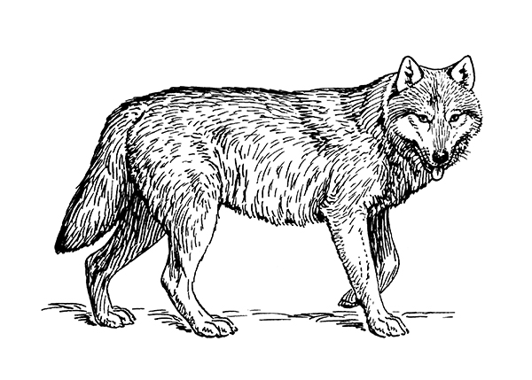 Badajoz acoge una reunión dedicada al lobo ibérico