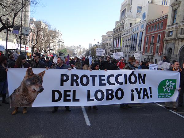 Pancarta de Ecologistas en Acción en la manifestación en favor del lobo celebrada en Madrid en 2016 (foto: José Luis García).

