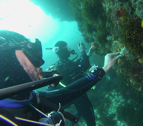 Dos buceadores fijan a la roca colonias de coral naranja que estaban desprendidas (foto: Javier Herrera).

