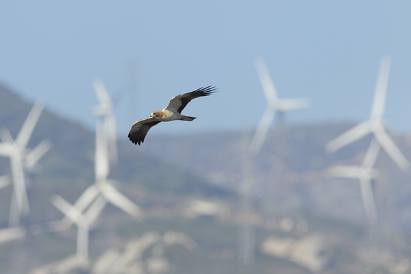Un águila calzada vuela en una zona del estrecho de Gibraltar con gran densidad de aerogeneradores (foto: José Luis Gómez de Francisco).

