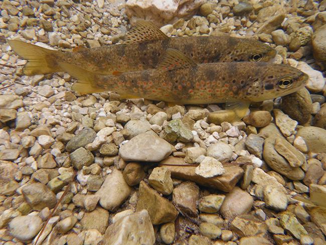 Dos truchas comunes reposan en el lecho de piedras de un río de Sierra Nevada (foto: Julián Fuentes).