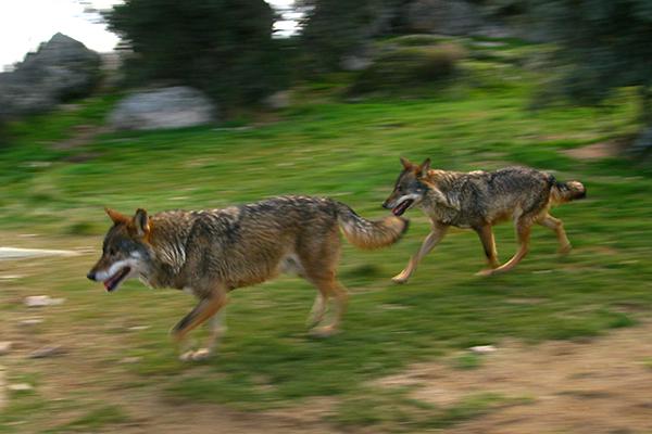 Pareja de lobos ibéricos en régimen de semicautividad (foto: Ángel España).

