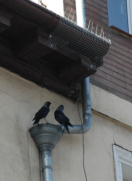 Dos grajillas posadas en un edificio de Vitoria miran hacia su nido, que ha sido tapado con una malla (foto: IAN)


