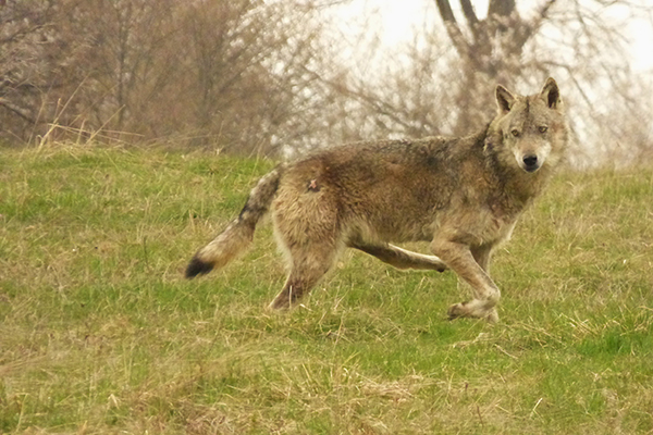 El extraño lobo cojo de Zarnesti, con su pata posterior izquierda completamente rígida (foto: José Carlos de la Fuente).
