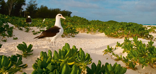 Albatros de Laysan en una de las islas Midway (foto: Enrique Aguirre / Shutterstock).

