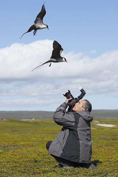José Luis Gómez de Francisco, en el momento de fotografiar unos págalos raberos en la península de Varanger (Noruega).