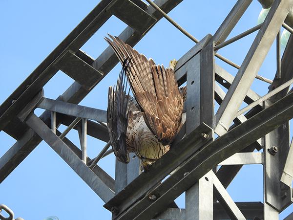 Un águila perdicera cuelga del apoyo del tendido eléctrico en el que se ha electrocutado (foto: Grefa).

