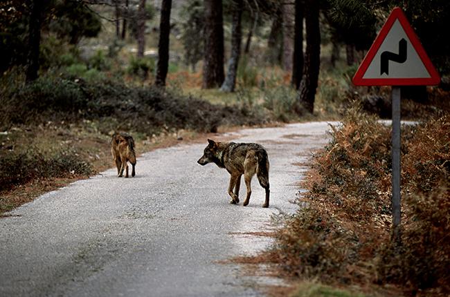 Dos lobos atraviesan una pista asfaltada que se interna en una zona de bosque (foto: Ángel Javier España).