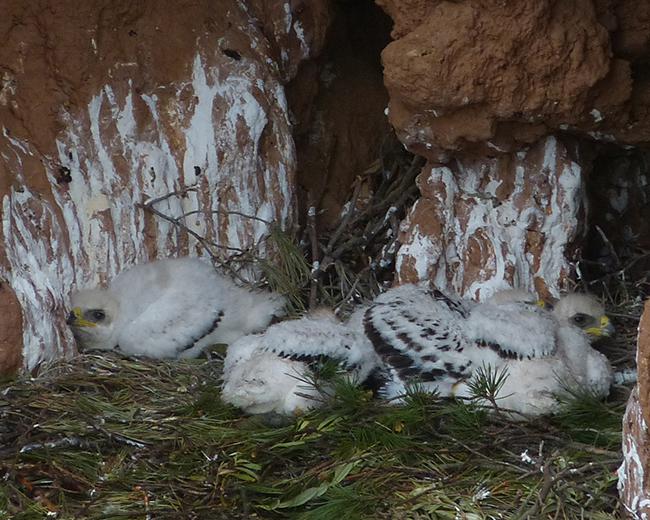 Los cuatro pollos de águila perdicera, con edades similares, comprendidas entre 18 y 26 días de edad, reposan en su nido del valle riojano del Cidacos (foto: Fernando Cirac).

