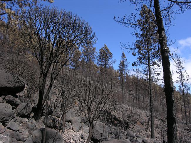 Ladera de pino canario afectada por el fuego en el Parque Nacional de Garajonay (La Gomera). Foto: LIFE+ Garajonay.

