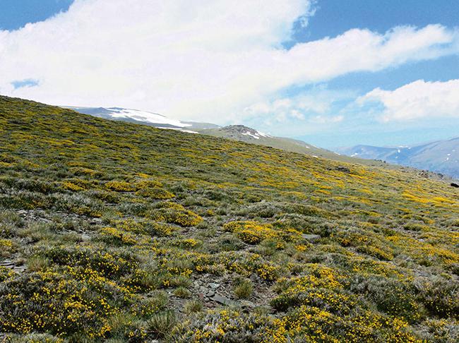 Los piornales cubren amplias extensiones en las laderas de Sierra Nevada y dan cobijo a multitud de plantas (foto: autores).

