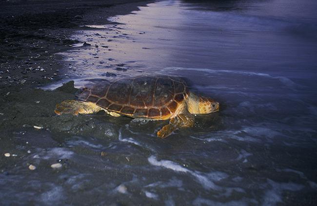Una tortuga boba regresa al mar tras haber desovado en una playa malagueña (foto: José Antonio Rodríguez).

