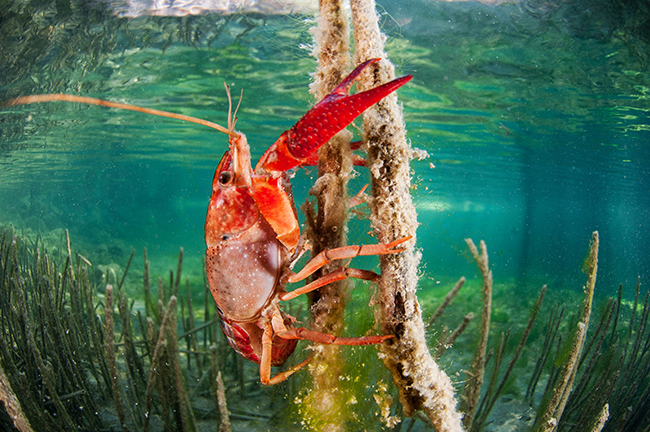 Un cangrejo rojo americano se alimenta de algas epífitas sobre un tallo de carrizo. Esta especie ha colonizado casi toda la cuenca del Segura (foto: F. Javier Murcia).