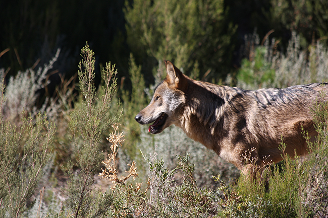 Un lobo fotografiado en condiciones de semi-libertad se detiene a observar el entorno (foto: Jesús Cobo).


