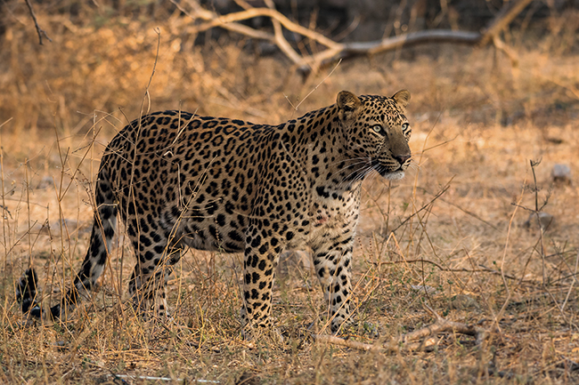 Macho de leopardo perteneciente a la subespecie Panthera pardus fusca, que habita en la India (foto: Sourabh Bharti / Shutterstock).


