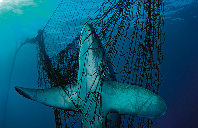 Tiburón zorro atrapado en una red de pesca (foto: Brian Skerry / National Geographic / Stock WWF).

