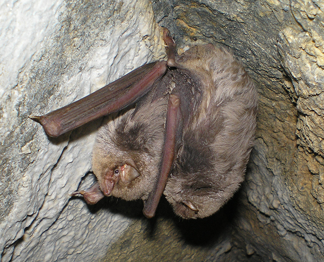 Murciélagos de cueva en el complejo minero de Los Arenales. Pueden estar en cópula o simplemente han adoptado esa postura para conservar mejor la temperatura corporal (foto: Francisco Fernández).

