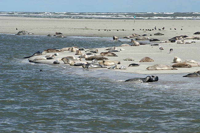 Un grupo de focas comunes de diferentes edades descansan en una extensa playa del Mar de Wadden (foto: CWSS / Klaas Kreuijer).

