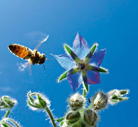 Una abeja se acerca a la flor de una borraja (foto: ueuaphoto / Shutterstock).