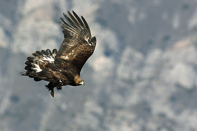 Los nidos históricos de águila real merecen protección legal | Revista  Quercus