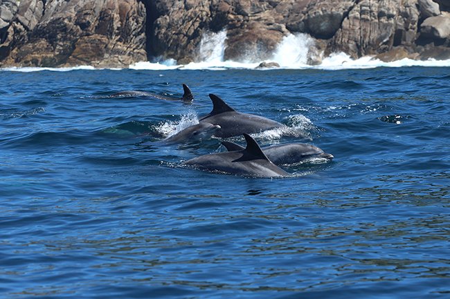 Delfines mulares fotografiados el pasado 14 de mayo en la ZEC “Illas Estelas”, un área de la Red Natura 2000 donde ha trabajado el proyecto TurGaSur (foto: CEMMA).


