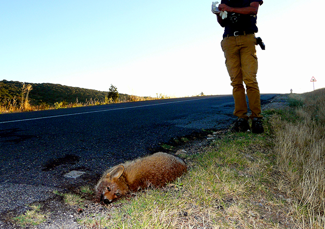 Un naturalista se dispone a la recogida de datos de un zorro atropellado en la carretera SG-500 (foto: Colectivo Azálvaro).

