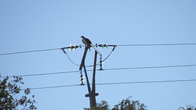 Águila perdicera posada en un tendido eléctrico de diseño peligroso para las aves (foto: Juan José Iglesias / Grefa).