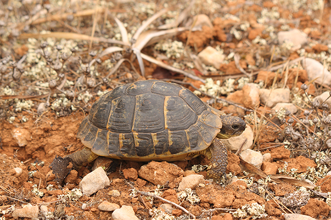 Ejemplar melánico de tortuga mediterránea perteneciente a la población asentada en la parte meridional de Mallorca (foto: Jordi Muntaner).