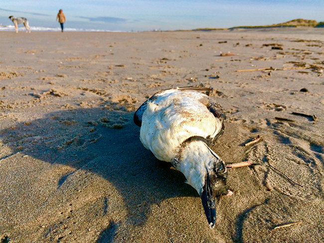 Arao común muerto en una playa. Del análisis de los contenidos estomacales de aves marinas orilladas procedieron parte de los datos del estudio sobre presencia de plásticos realizado en el Golfo de Vizcaya (foto: Andrew Balcombe / Shutterstock).

