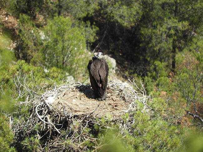 Pollo de buitre negro nacido en Lorca (Murcia) en su nido, con dos meses y medio de edad (foto: Mario León Ortega).

