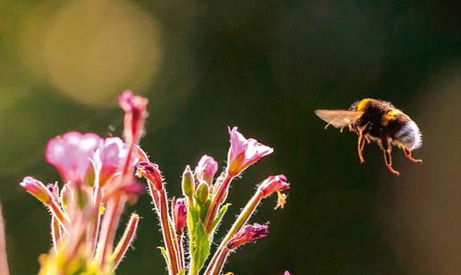 La importancia de conservar los insectos es uno de los principales argumentos de la campaña 'Sin biodiversidad no hay vida'. En la fotografía, un abejorro común se acerca a unas flores (foto: SanderMeertinsPhotography / Shutterstock).

