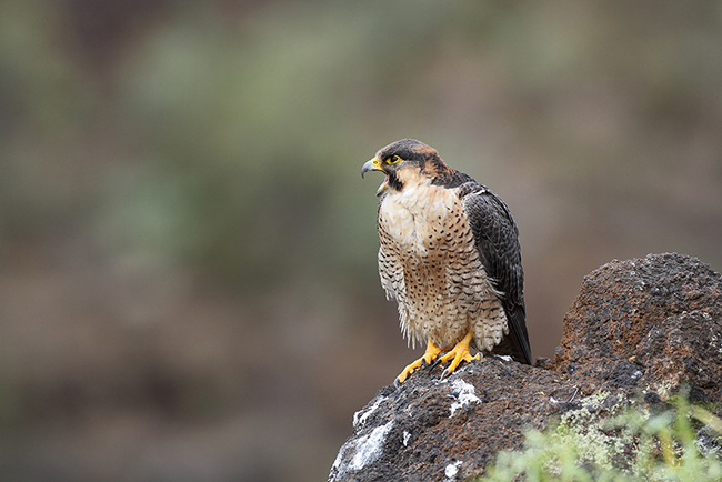 Hembra reproductora de halcón de Berbería de la isla de Tenerife, mostrando una coloración típica (foto: Beneharo Rodríguez).
