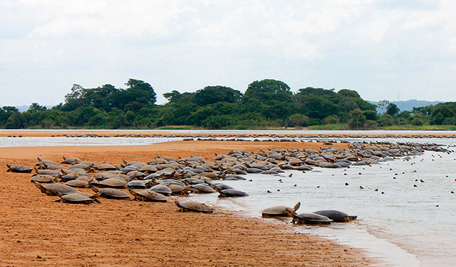 Gran cantidad de hembras de tortugas gigantes del Amazonas desovan en la playa fluvial de una reserva en el río Xingú, en el estado brasileño de Pará (foto: Tarcisio Schnaider / Shutterstock).