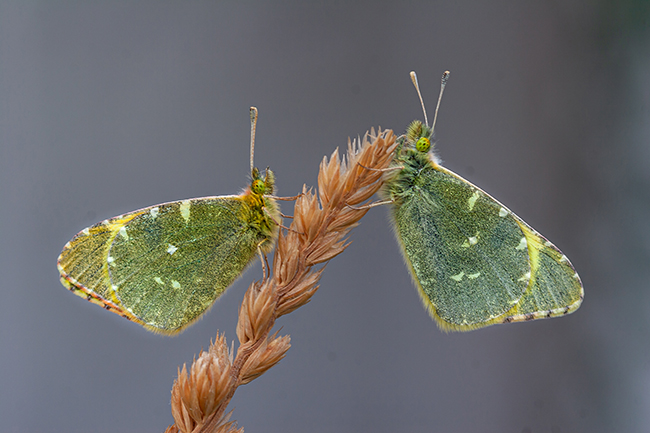 Dos ejemplares macho de Euchloe bazae reposan sobre una espiga a la caída de la tarde (foto: F. Javier Olivares).

