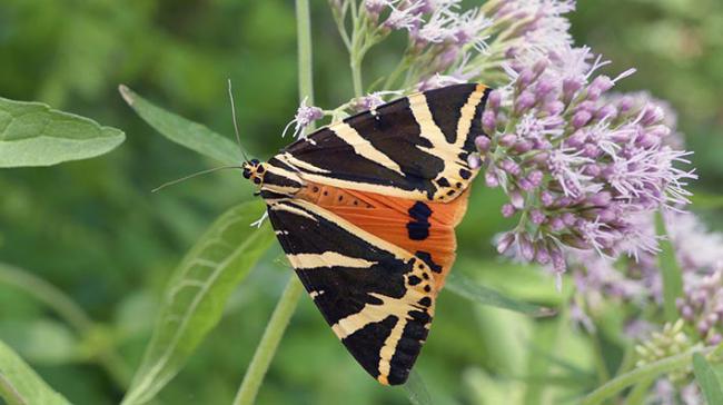 Ejemplar de euplagia (Euplagia quadripunctaria). Es una de las especies objetivo en el estudio sobre mariposas que gozan de protección legal en España (foto: Asociación Zerynthia).