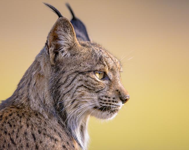 Primer plano de un lince ibérico (foto: creativenature.nl / Adobe Stock).