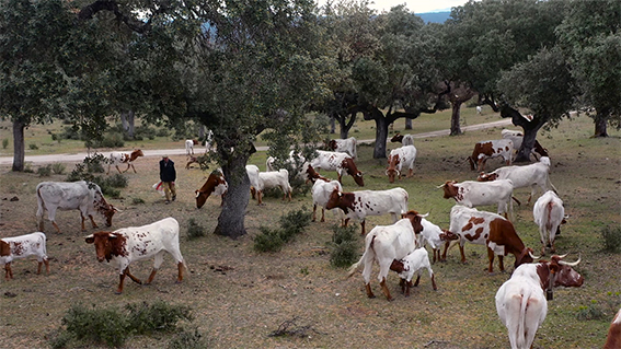 Vacas berrendas en una dehesa de la provincia de Salamanca (foto: Fundación Entretantos).