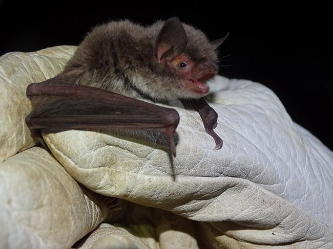 Ejemplar de murciélago ratonero patudo (foto: Anse).
