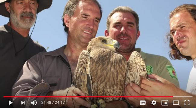Captura de pantalla del documental en el que se ve al equipo de naturalistas que logró capturar en 2008 en la provincia de Ávila a un pollo híbrido de águila imperial y águila esteparia.
